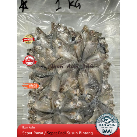 

Ikan Asin Sepat Rawa | Sepat Padi Susun Bintang Kualitas Premium