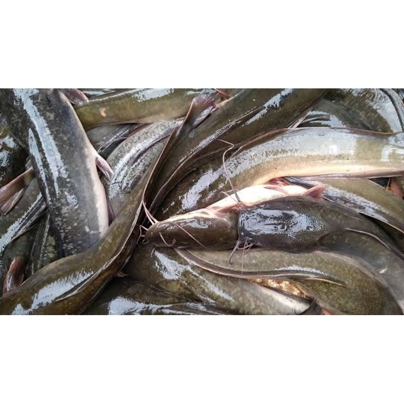 

ikan lele fresh termurah 500 gr 1 kg