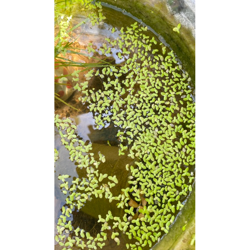 tanaman air mata lele, tanaman air, tanaman apung