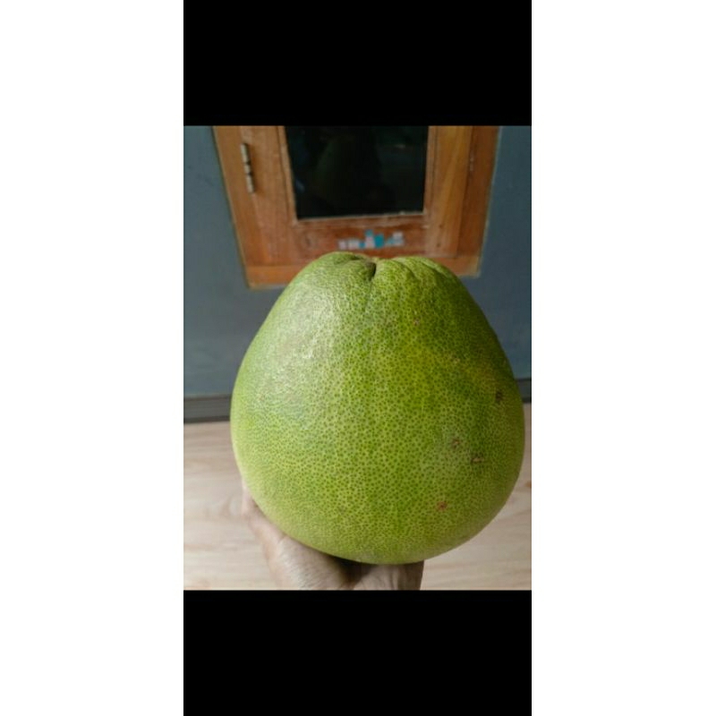 

jeruk pamelo madu muria tanpa biji berat 2kg-2,2kg