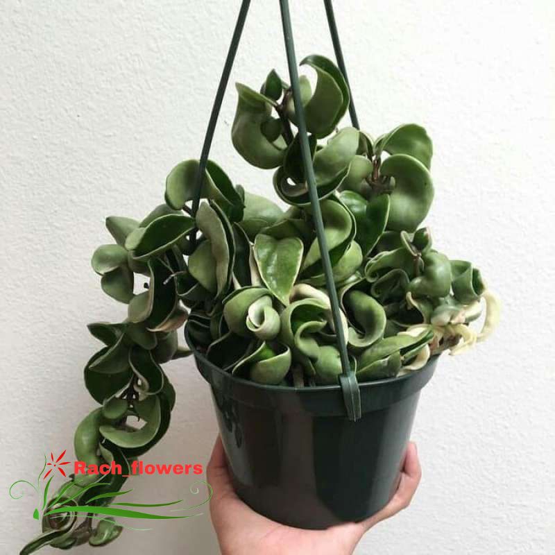 Tanaman hias hoya compacta - hoya compacta curly