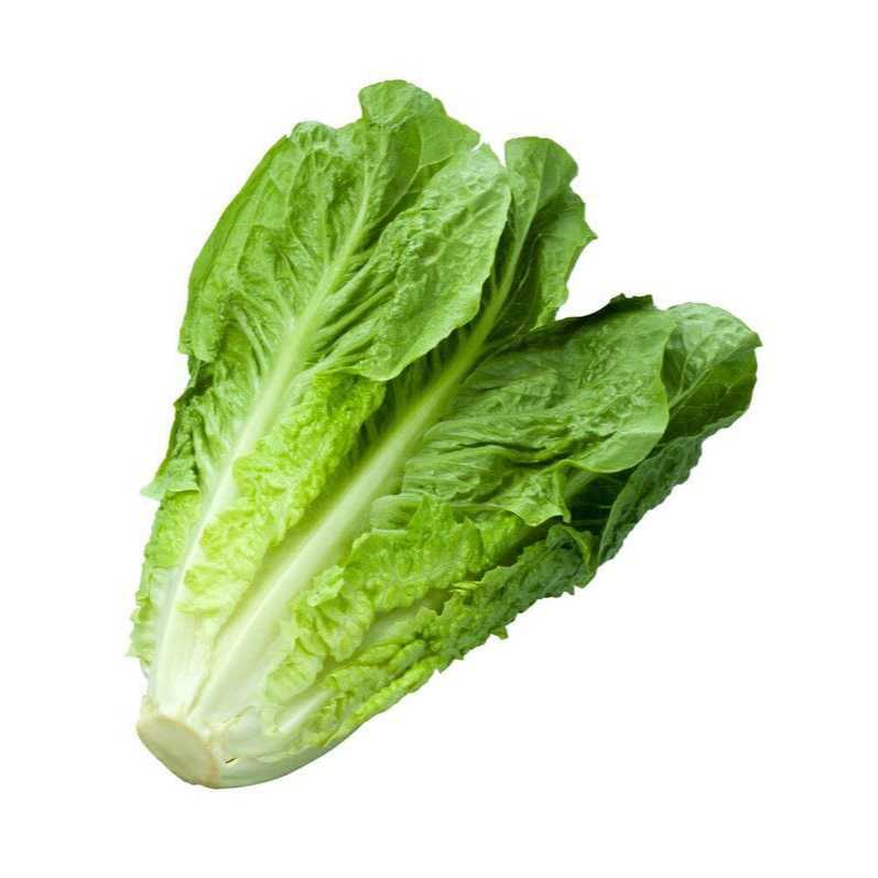 

Sawi Putih Fresh Ammaryllis Sayur Segar