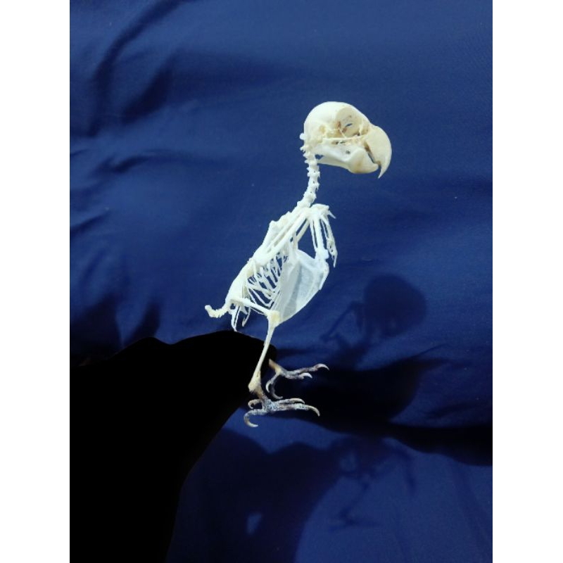 #655582666 Taxidermy Awetan Skeleton Burung