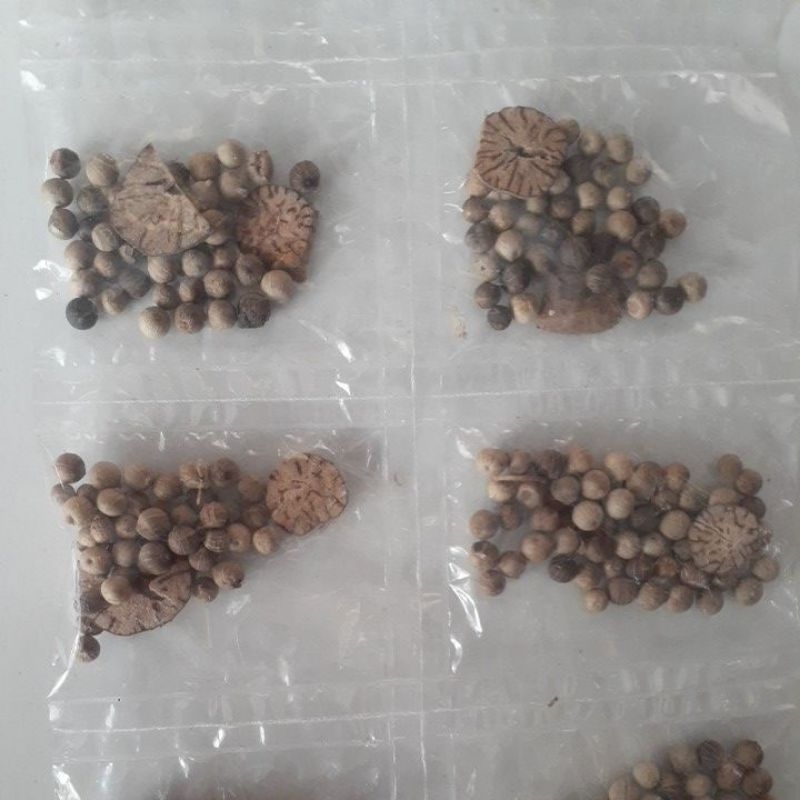 

Merica Pala Asli Alami