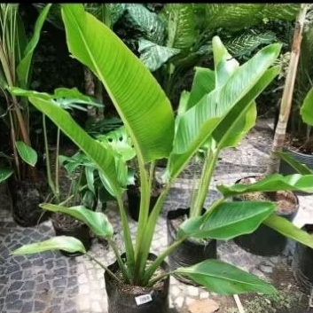

pisang kibas- Calatea pisang termurah