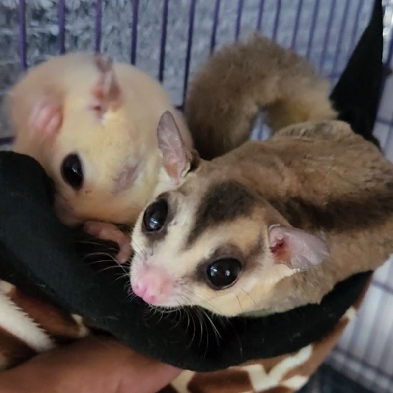 Sugar Glider Jantan White Moza & Betina LowMoza Sepasang Indukan Siap produksi