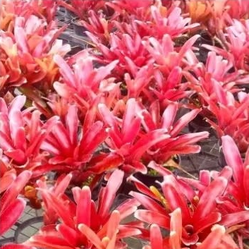 bromelia merah mini-bromelia merah mini termurah