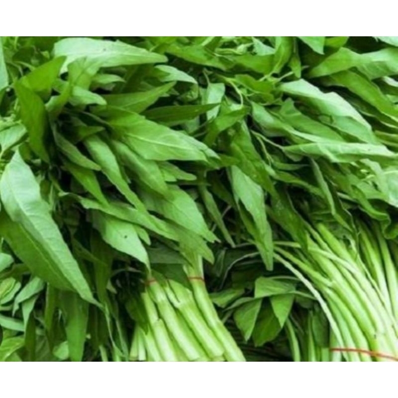 

kangkung
