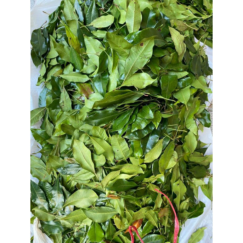 

Daun Cengkeh