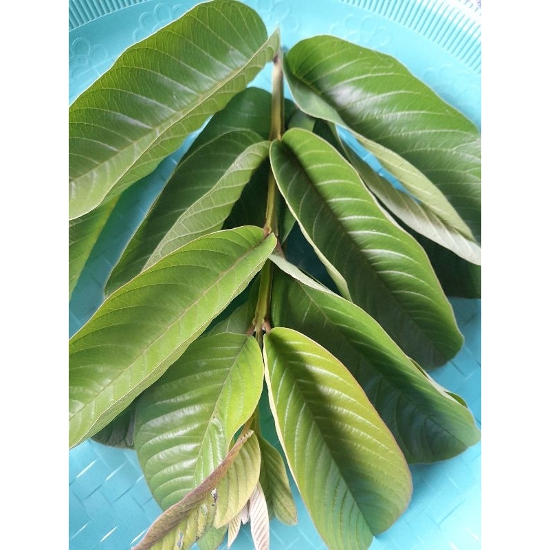 

Daun jambu biji segar murah berkualitas 500gram