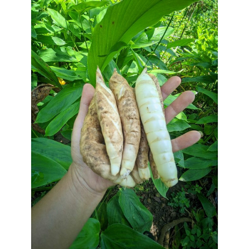 

UMBI GARUT KECIL 1KG SEGAR