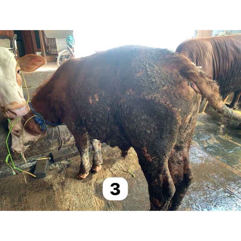 Sapi kurban Limosin Hari raya idul Adha 300kg
