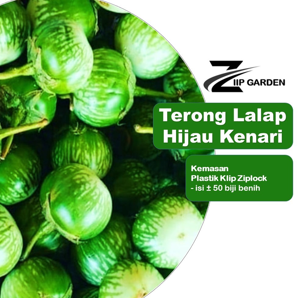 50 Bibit Sayuran Terong Lalap Hijau Kenari Unggul