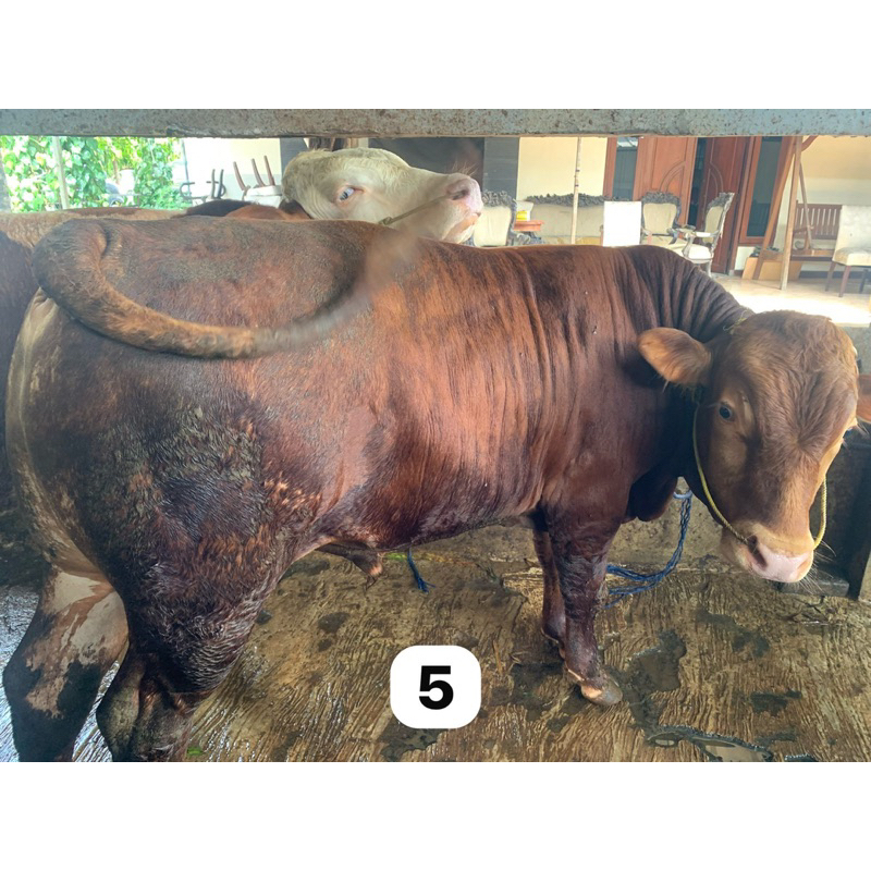 sapi Kurban limosin Hari raya idul Adha 350kg
