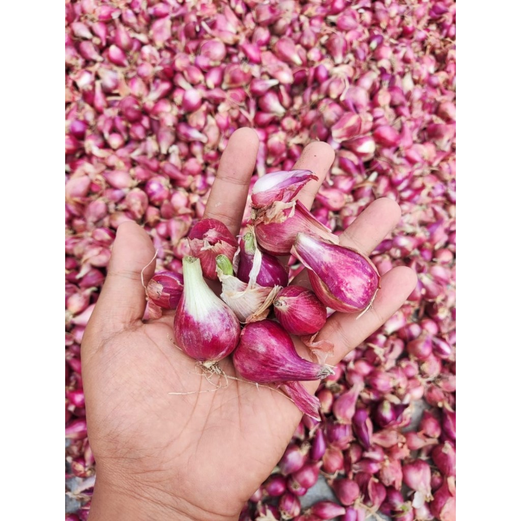 Bawang Merah Super 500 Gr Fresh Alami Langsung Dari Petani Brebes Kualitas Terbaik Bawang Merah Nome