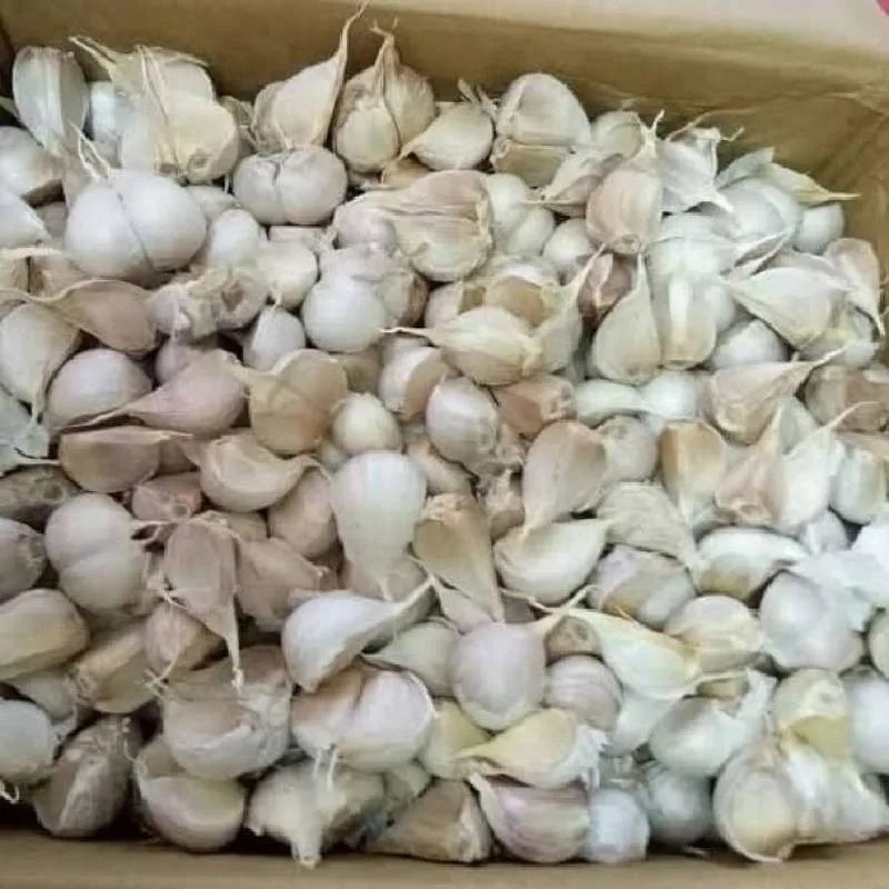 

Bawang Putih Bumbu - Khas yang Memikat
