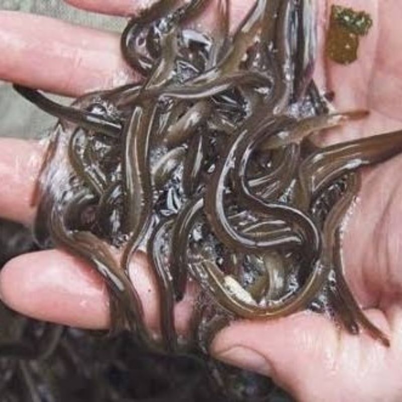termurah benih sidat glass eel hidup isi 500 ekor garansi hidup