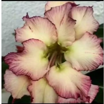 Tanaman hias bunga adenium Kamboja - adenium bunga kamboja