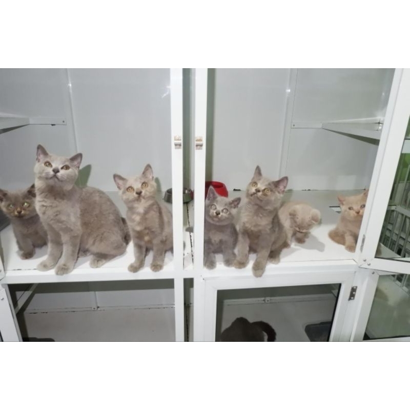 KUCING British shorts hair BSH jantan Betina