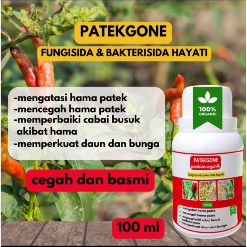 PATEKGONE 100ml Fungisida dan Bakterisida Hayati Untuk Tanaman Cabai Cabe