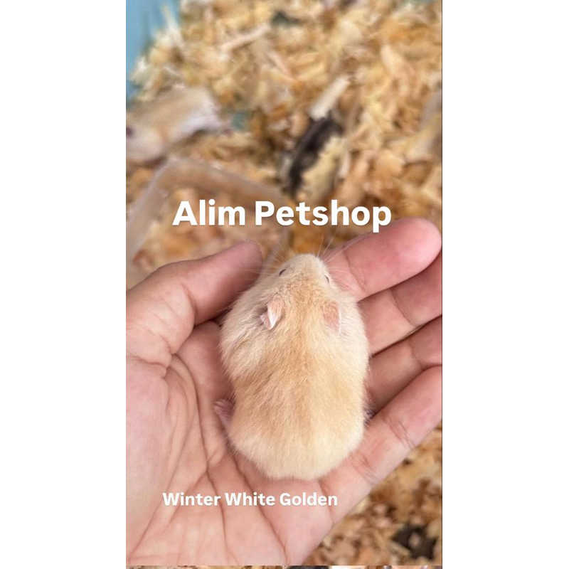 Hamster Winter White Golden lucu