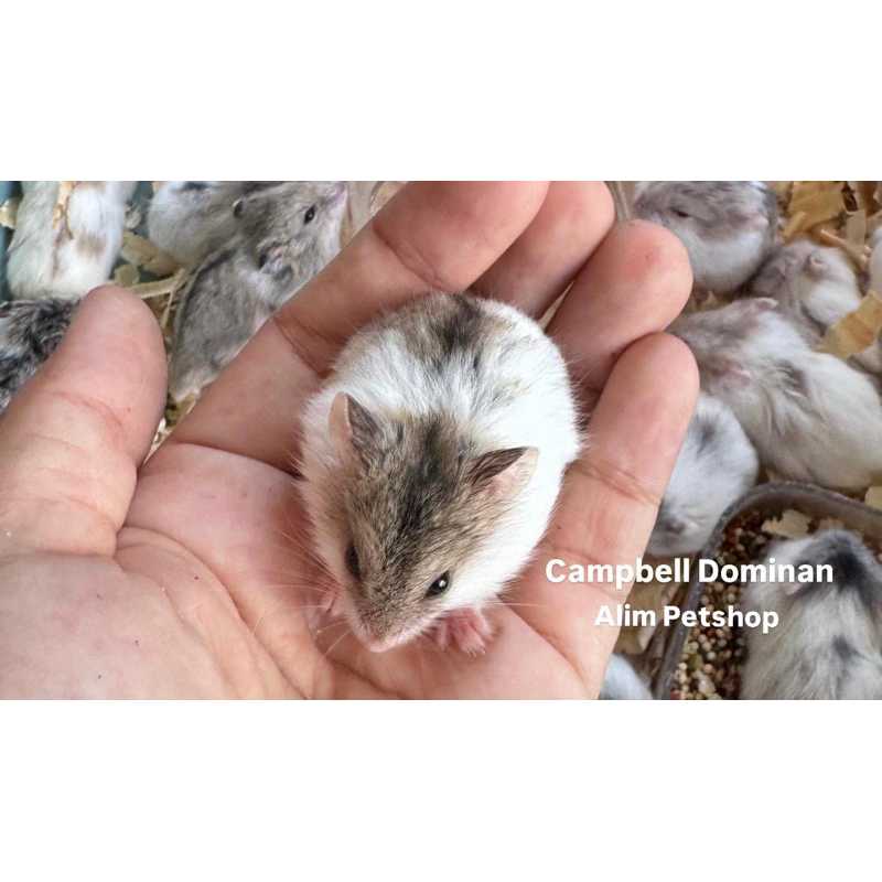 Hamster Campbell Dominant Khusus Wilayah Surabaya