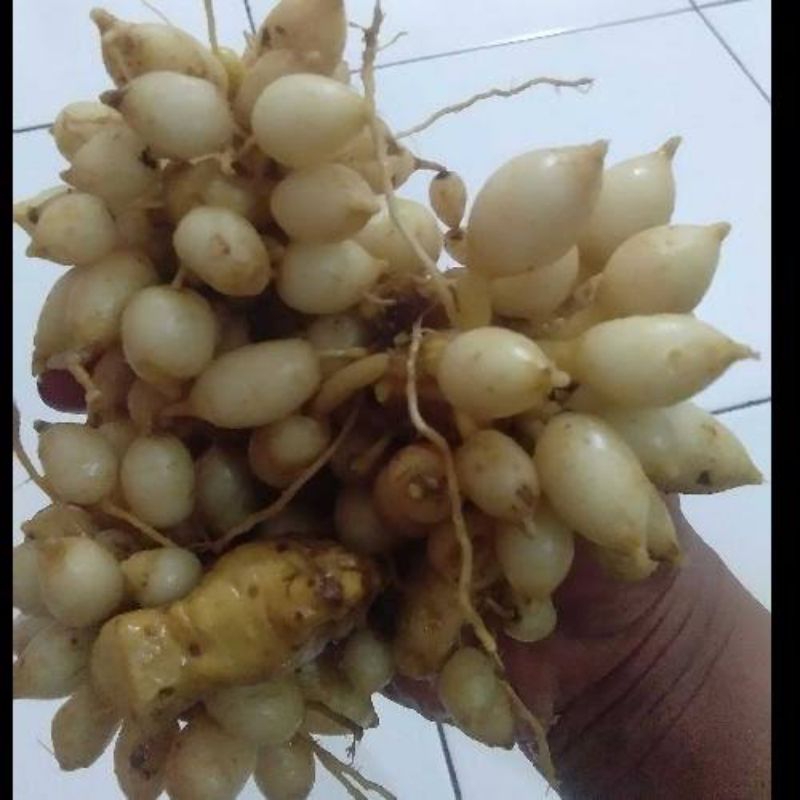 

KUNYIT PUTIH ASLI / KUNYIT PUTIH PREMIUM / 1KG / KUNCI PEPET / KUNYIT PUTIH ORGANIK / HERBAL / REMPAH