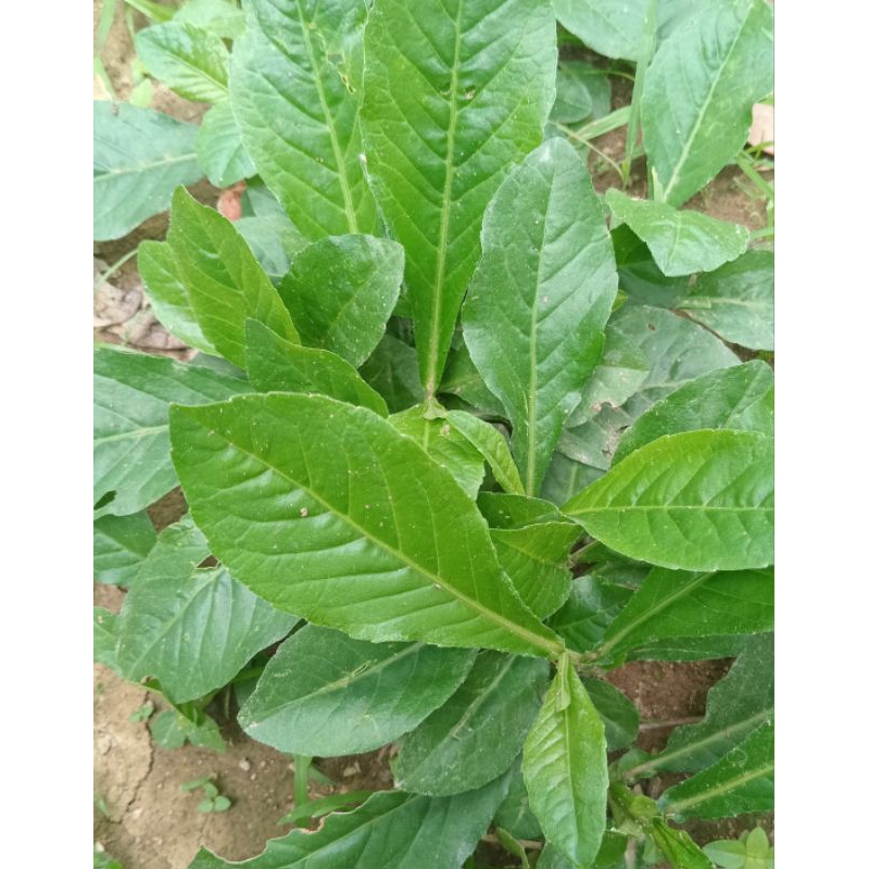 

Jual daun tapak liman segar organik 1 kg