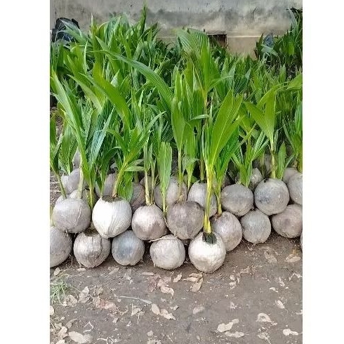 

bibit kelapa genjah entog