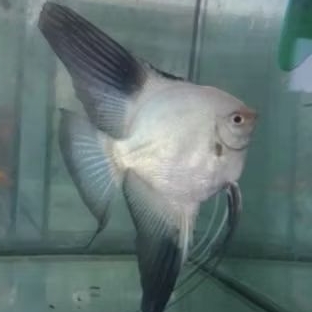 MANFISH BSP size INDUKAN