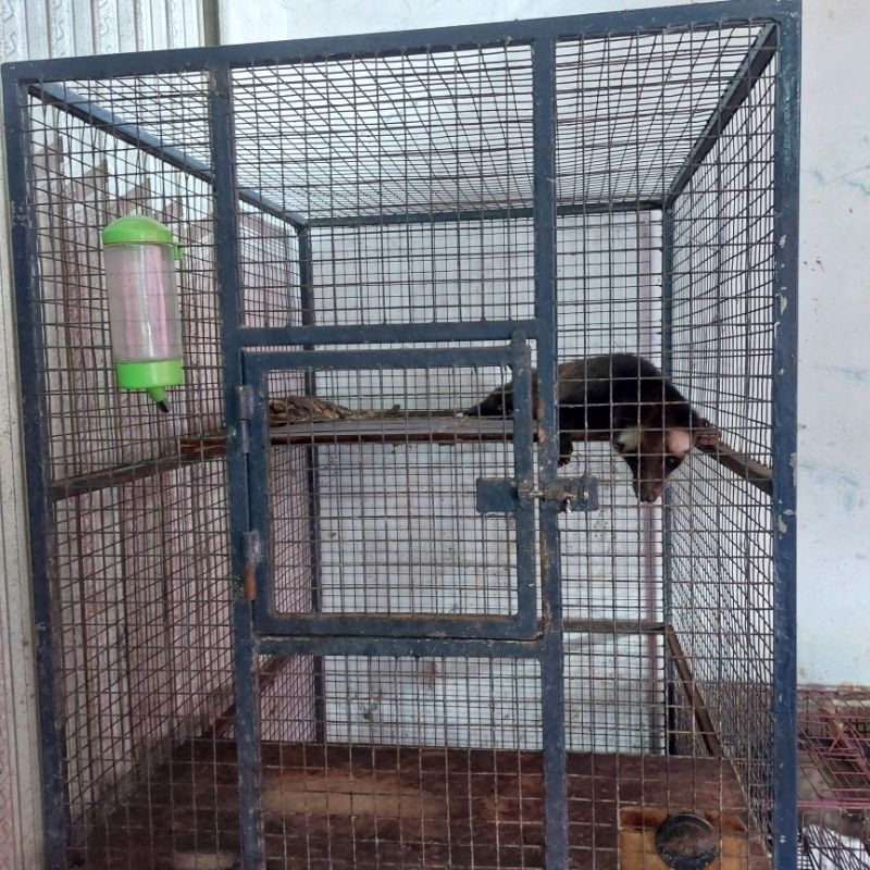 Sepasang Musang Bulan