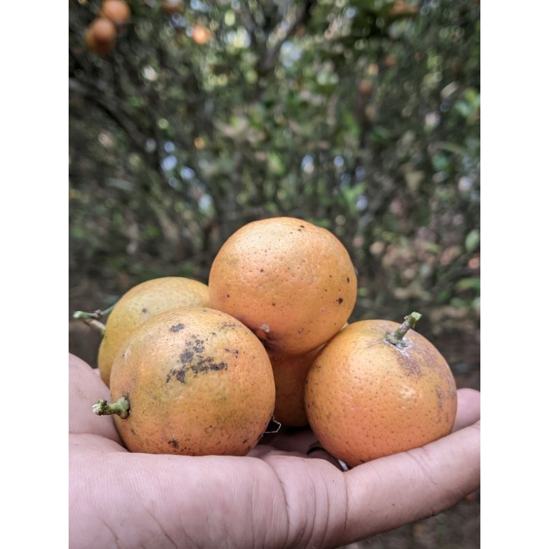 

jeruk sonkit jeruk kasturi 1kg mateng