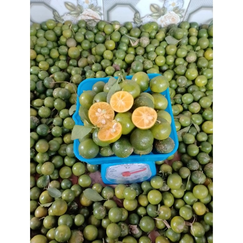 

Jeruk sonkit kasturi asam segar 1kg