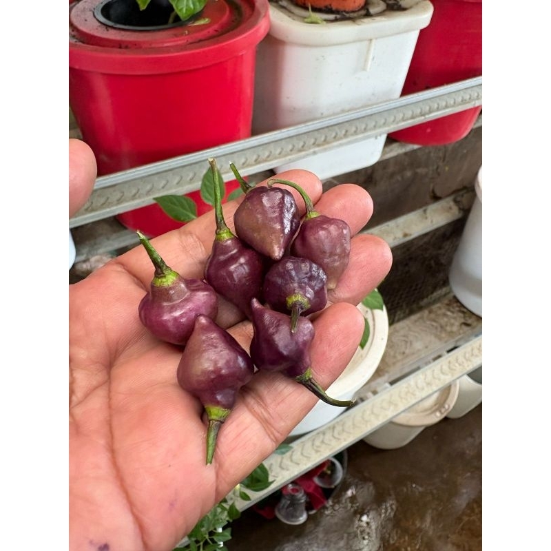 

Benih Cabai purple UFO