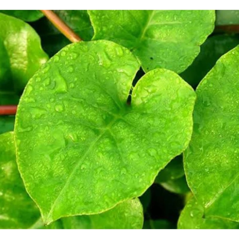 

daun binahong obat herbal tradisional/ daun binahong kaya manfaat