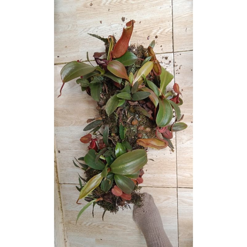 Promo Bibit Kantong Semar Tanaman hias langka