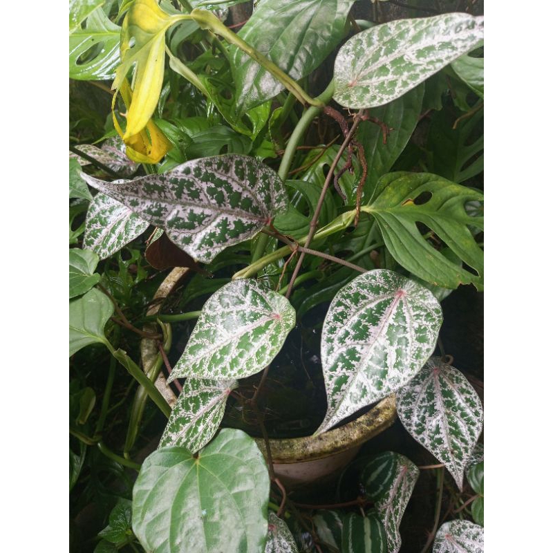 

Daun sirih merah segar