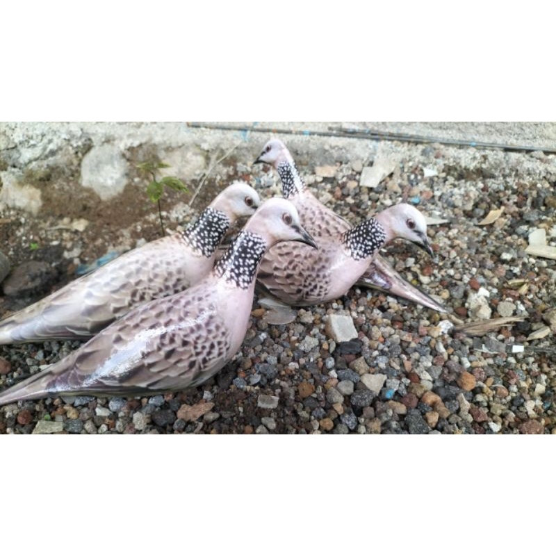 PATUNG JONTROT TEKUKUR MIRIP ASLI - JONTROT TEKUKUR - DECOY BURUNG TEKUCHER