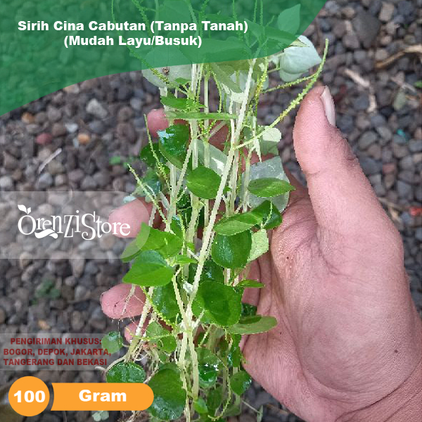 

Daun Sirih Cina Tumpang air termurah Ketumpang Peperomia pellucida Obat Rematik Kolesterol Asam Urat tanaman daun akar batang benih 100 gram segar
