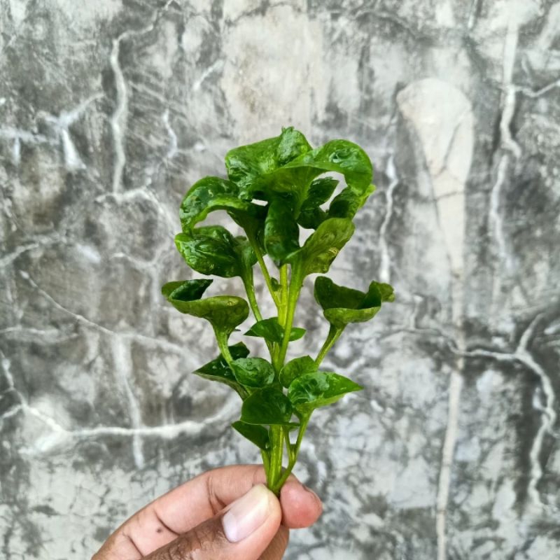 Stek Bayam Brazil Tanpa Akar