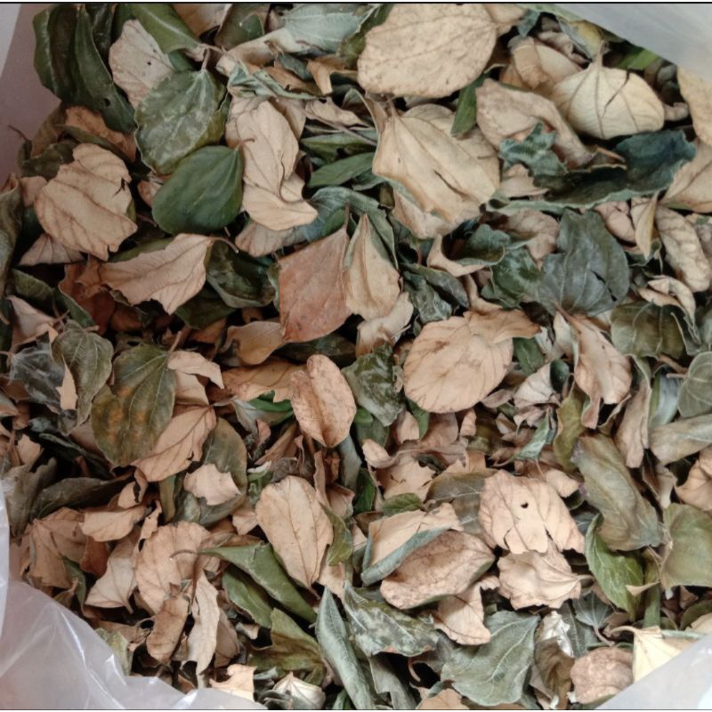 

daun bidara kering herbal menyehatkan