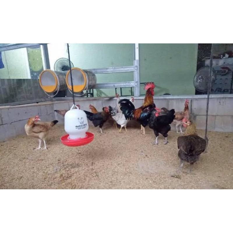 

TELUR FERTIL AYAM YUDHISTIRA AKY UNGGUL PETELUR UNTUK DI TETASKAN