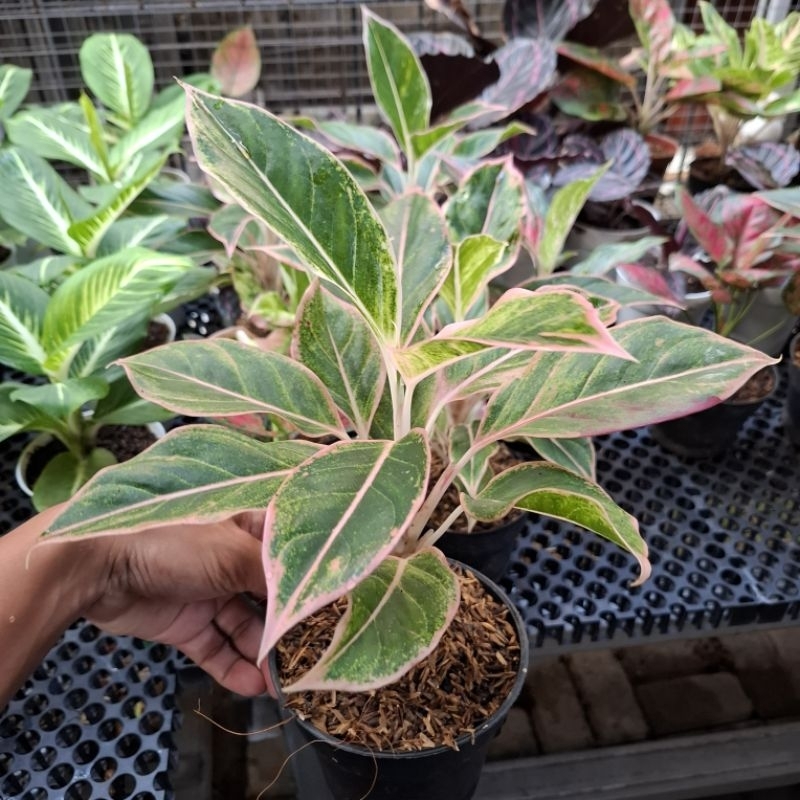 aglonema lipstik puding