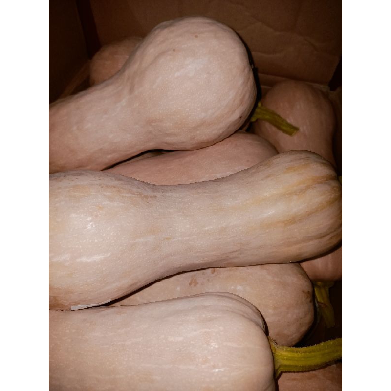 

LABU MADU BUTTERNUT SQUASH LABU BOTOL