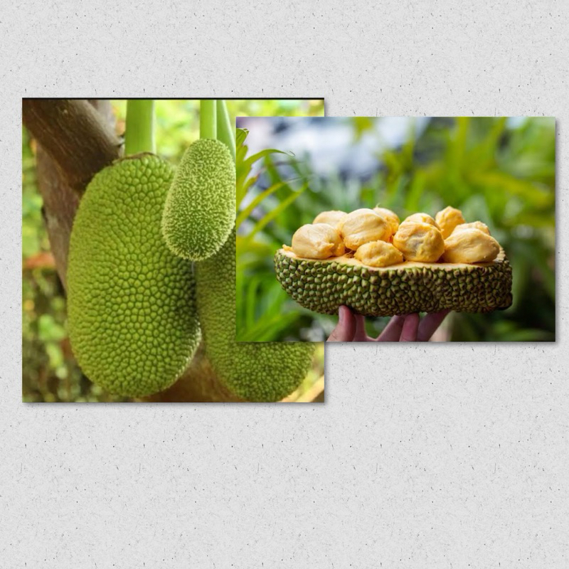 Bibit buah cempedak, nangka sayur siap tanam