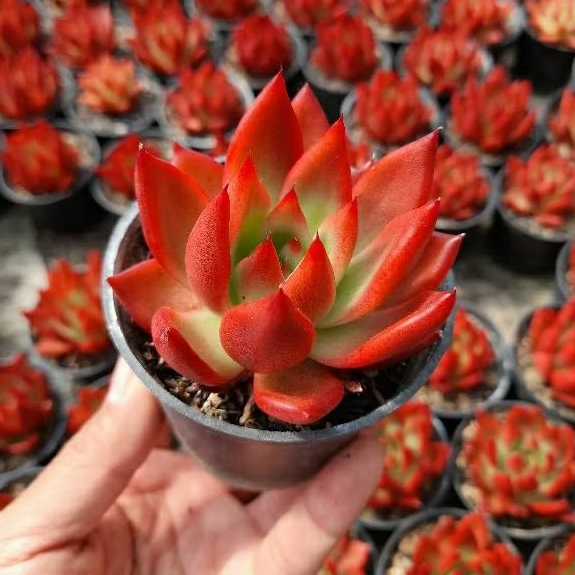 KAKTUS SKULEN agavoides frank reinelt