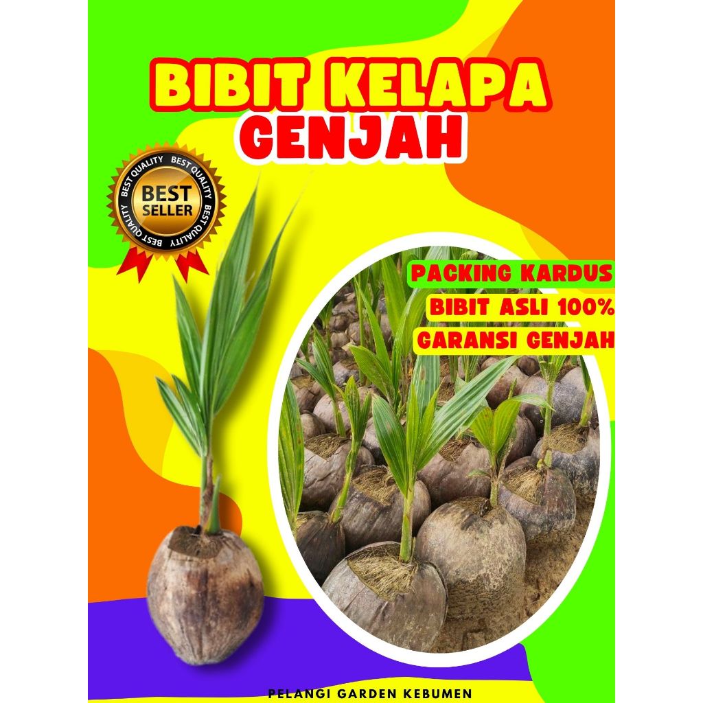 KUALITAS UNGGUL.. Bibit Kelapa Kopyor Genjah, Bibit Kelapa Kuning Pendek, Bibit Kelapa Kampung