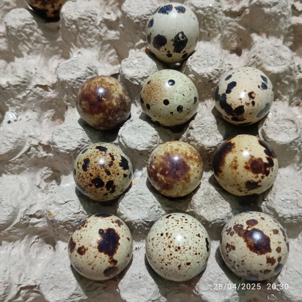 

TELUR PUYUH ISI 500GR- KHUSUS INSTAN SEBANDUNG