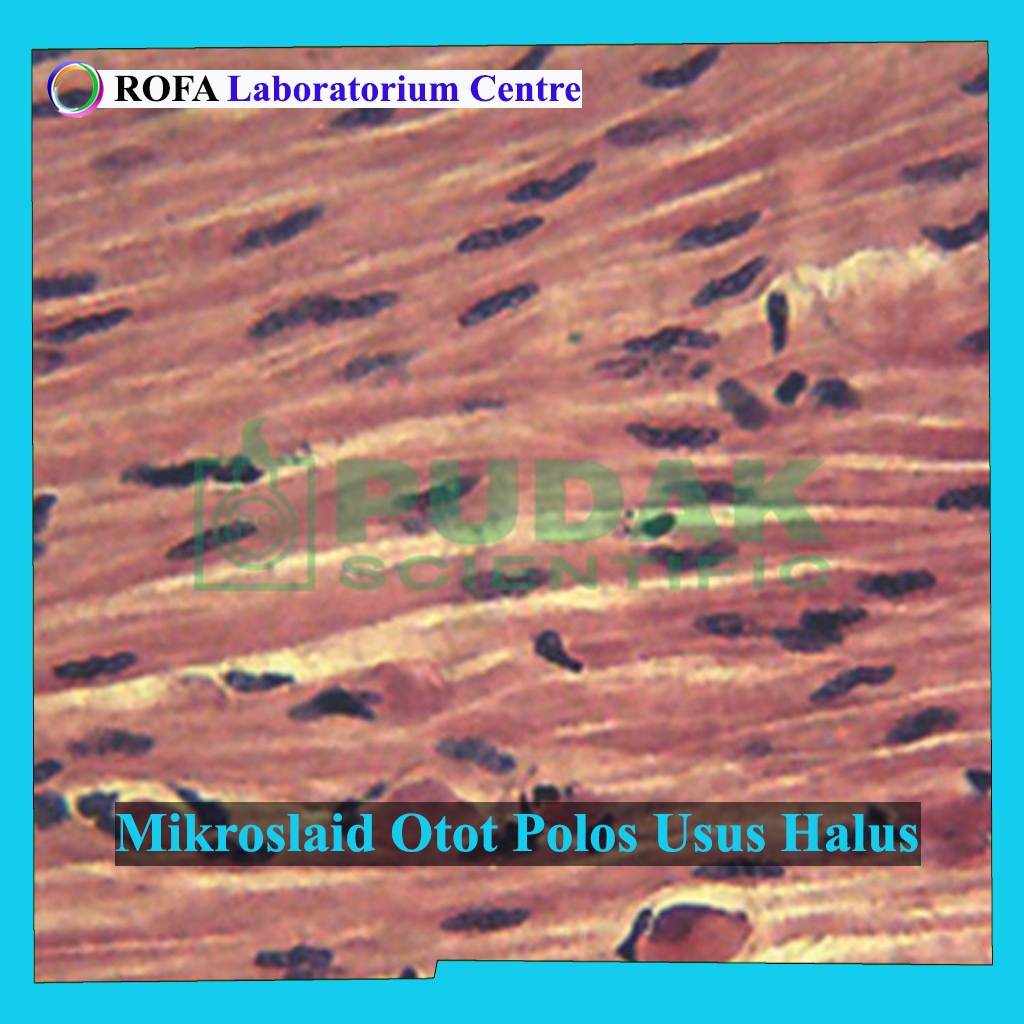 Mikroslaid Otot Polos Usus Halus / Preparat Otot Polos Usus Halus