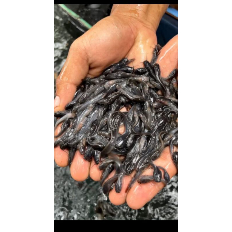 Bibit ikan lele ukuran 2-3cm paket isi 40 ekor
